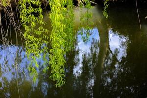Tree Trunks beside Stream with Natural Reflection photo