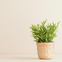 Lush Green Houseplant Flourishing in a Woven Basket Pot photo