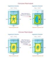 Diagram of Reversible Concave and Irreversible Convex Plasmolysis in Plant Cells vector