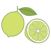 Lime Whole And Slice Citrus Fruit Illustration Design Element vector