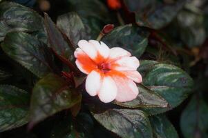 A beautiful orange rose blossom displays delicate water drops on its petals, a jewel of nature's spring beauty photo
