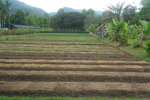 Tropical farm with planted crops and greenery photo