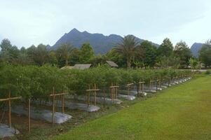 A serene tropical landscape showcases greenery and mountains photo