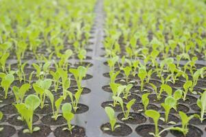 Seedlings thrive in rows within a tropical nursery photo