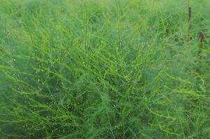 Dense, vibrant greenery flourishes under sunlight photo