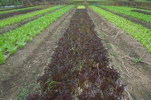 Lettuce varieties grow abundantly in tropical soil photo