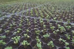 Seedlings thrive in rich soil, soaking up sunlight photo