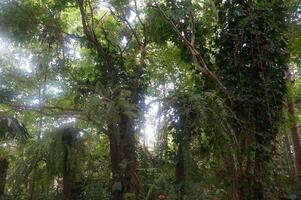 Dense greenery fills the tropical forest with thriving vegetation photo