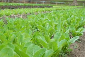 Healthy lettuce growing in a tropical setting photo