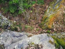 A view of the forest from above photo
