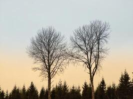 Two trees stand in a field with no leaves photo