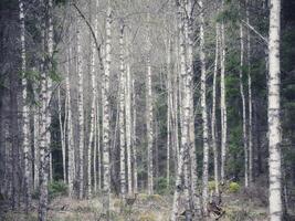 A man standing in the middle of a forest photo
