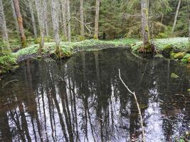 A pond surrounded by trees photo