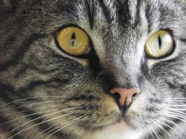 A close up of a cat with yellow eyes photo