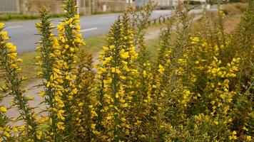 Close-up of blooming Gorse bush with bright yellow flowers and sharp spines. Wild flora - Ulex europaeus - grows along the Atlantic coast of Western Europe and in the Mediterranean photo