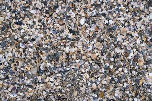 Top view of beach covered in broken seashell fragments and shell crumbs. Natural texture with scattered shell pieces in various shapes and colors. For backgrounds, nature themes, and coastal designs photo