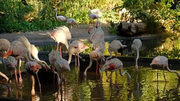 Flock of pink flamingos wading in calm pond surrounded by lush greenery. The birds are drinking water and cleaning their feathers. Tropical plants, twilight, soft light. Selective focus photo