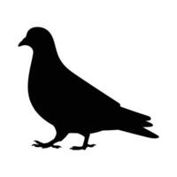 Black silhouette of a pigeon bird standing, isolated on white background vector
