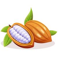 realistic cocoa fruit beans open in half with grains vector