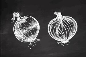 Hand drawn vintage sketch of whole and sliced onion bulb in engraving style on chalkboard background vector