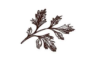 Hand drawn sketch of parsley herb branch in engraving style, isolated on white background vector