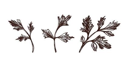 Hand drawn vintage sketch of three parsley herb branches in engraving style, isolated illustration vector