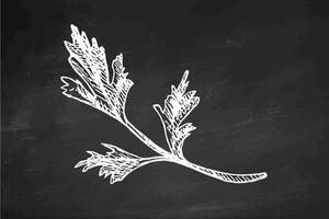 Hand drawn vintage parsley herb branch in engraving style on chalkboard background vector