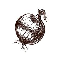 Hand drawn vintage sketch of whole onion vegetable with sprout in rustic engraving style vector