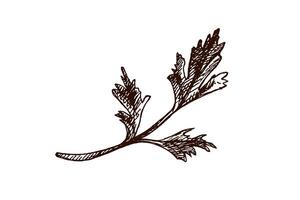 Hand-drawn vintage sketch of parsley herb branch in engraving style, isolated on white background vector