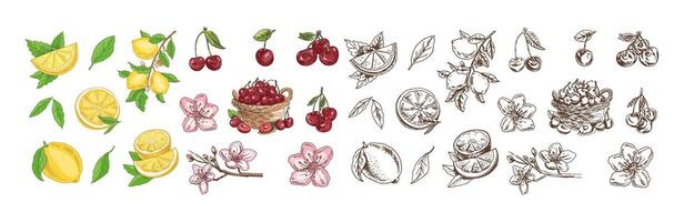 Hand drawn vintage sketch of cherry, lemon and blossom flowers in color and monochrome set vector