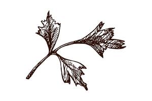Hand drawn vintage parsley herb branch in engraving style, isolated on white background vector