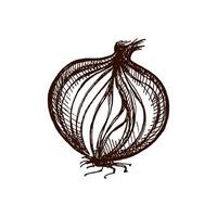 Hand drawn vintage sketch of whole onion bulb with peeled layers, isolated illustration vector