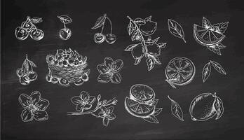 Hand drawn vintage sketch of lemon, cherry and blossom flower set on chalkboard background vector