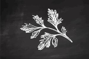 Hand-drawn vintage sketch of parsley herb branch in engraving style on chalkboard background vector