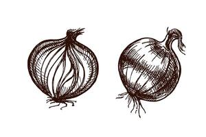 Hand drawn vintage sketch of whole and cut onion bulb in engraving style, isolated illustration vector