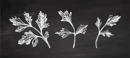 Hand drawn vintage sketch of parsley herb twigs in engraving style on chalkboard background vector