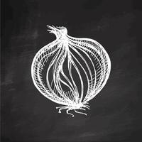 Hand drawn vintage sketch of whole onion bulb with peeled layers on chalkboard background vector