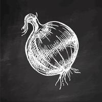 Hand drawn vintage sketch of whole onion vegetable with sprout in engraving style on chalkboard background vector
