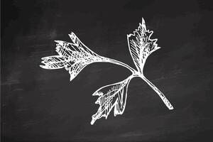 Hand drawn sketch of parsley herb branch in engraving style on chalkboard background vector