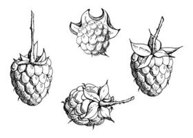 Raspberry ripe sloe fruit with leaves on stalk hand drawn in ink, garden berry mulberry loganberry cloudberry. Botanical isolated illustration. Home preserves cookbook, grocery store, closeup vector