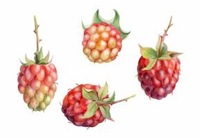 Raspberry ripe sloe fruit with leaves on stalk hand drawn in watercolor, garden berry mulberry loganberry cloudberry. Botanical isolated illustration. Home preserves cookbook, grocery store, closeup vector
