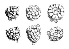 Raspberry ripe sloe fruit with water dew drops hand drawn in ink, garden berry mulberry loganberry cloudberry. Botanical isolated illustration. Home preserves cookbook, grocery store, closeup vector