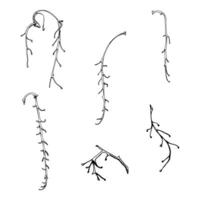 Tree, flower, berry or bush raceme. Long plant stem branch twig cluster hand drawn in ink, late autumn or winter, early spring. Gardening, florist shop. Botanical isolated illustration element vector