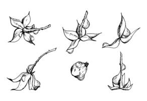 Raspberry fruit receptacle seed pod torus cluster petals leaves on stem in water dew drops, hand drawn in ink, forest dewberry mulberry cloudberry. Botanical isolated element illustration set vector