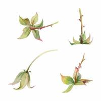 Raspberry fruit receptacle seed pod torus cluster petals leaves on stem, hand drawn in watercolor, forest cloudberry dewberry boysenberry mulberry loganberry. Botanical isolated element illustration vector