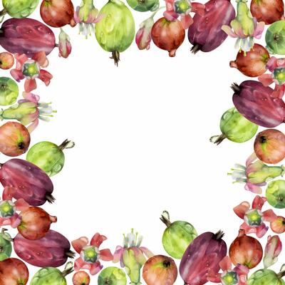 Gooseberry garden Currant berries, flowers in water dew drops hand drawn in watercolor. Isolated square border frame illustration. Home preserves, recipe book, cafe menu, stationery, food store decor