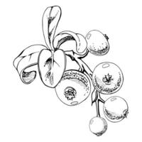 Cranberry lingonberry with green leaves on branch, hand drawn in ink, ripe forest berry bearberry teaberry wintergreen cluster group. Isolated botanical illustration, for menu, farmers market vector
