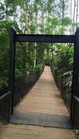 a wooden bridge in a park with a green tree video