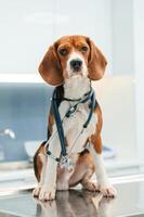 Conception, of healthcare,,. Beautiful dog is sitting on the table in veterinary clinic photo