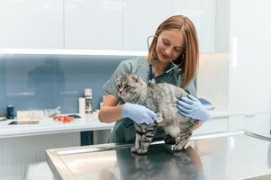 Animal is on the table, using stethoscope. Scottish fold cat in the veterinarian clinic with female doctor photo